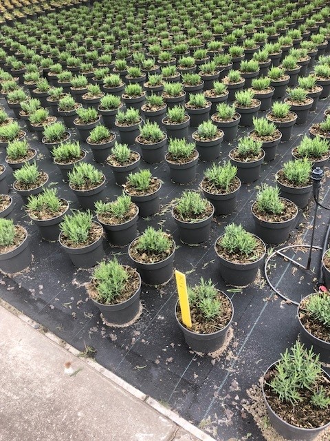 Serenade boomkwekerij.jpg